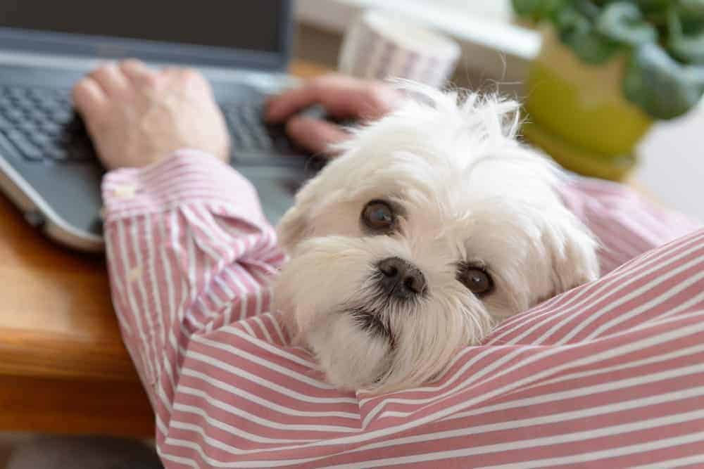 person working from home with their dog