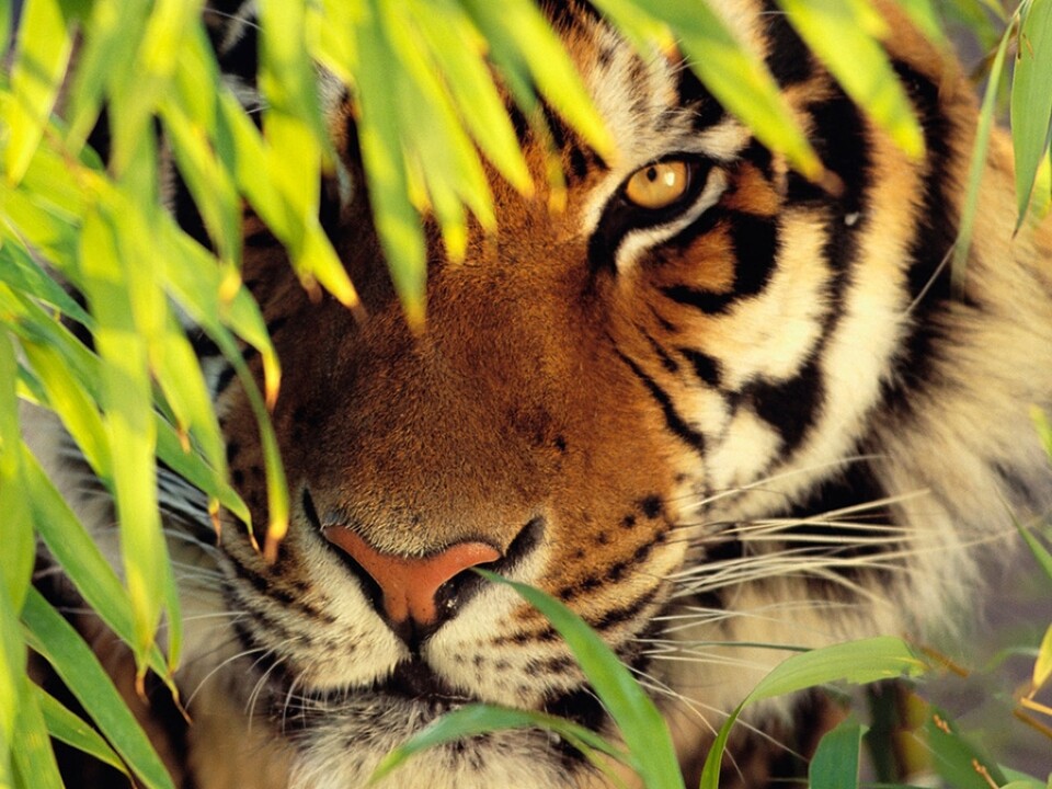 A tiger looking through some leaves