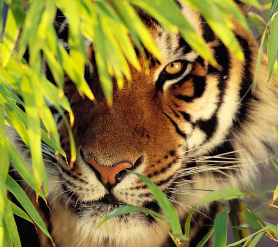 A tiger looking through some leaves