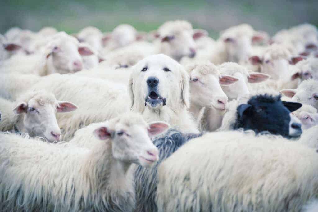 dog pretending to be sheep