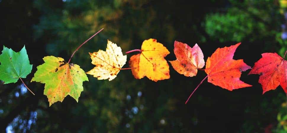 leaves changing like ai will change jobs